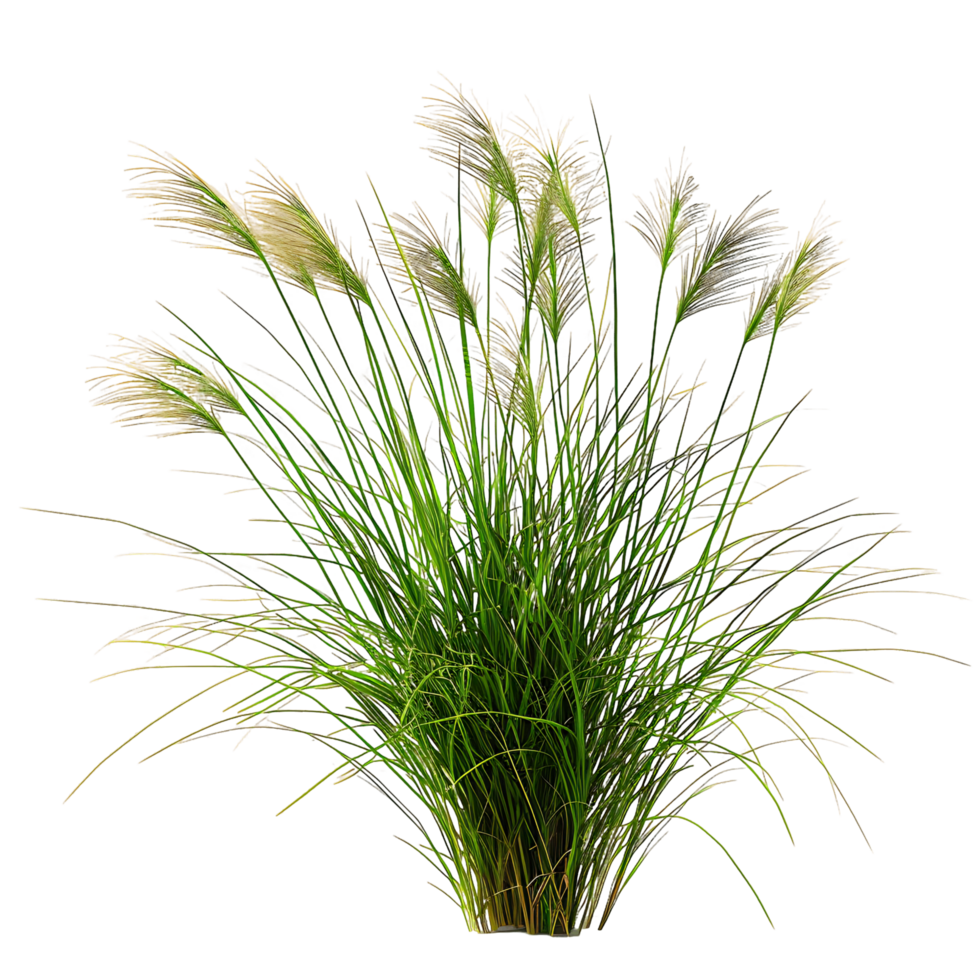 Poa Labillardieri Bush on Transparent Background png