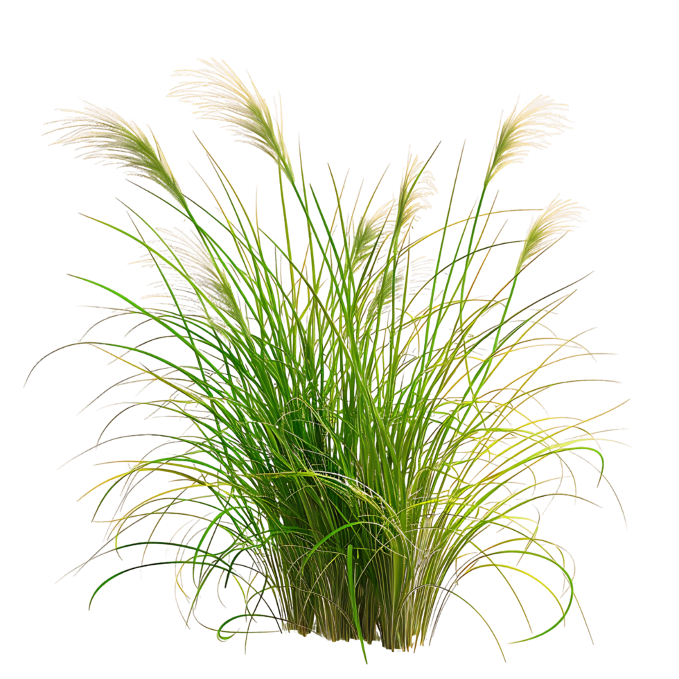 Poa Labillardieri Bush Isolated on Clear Background png
