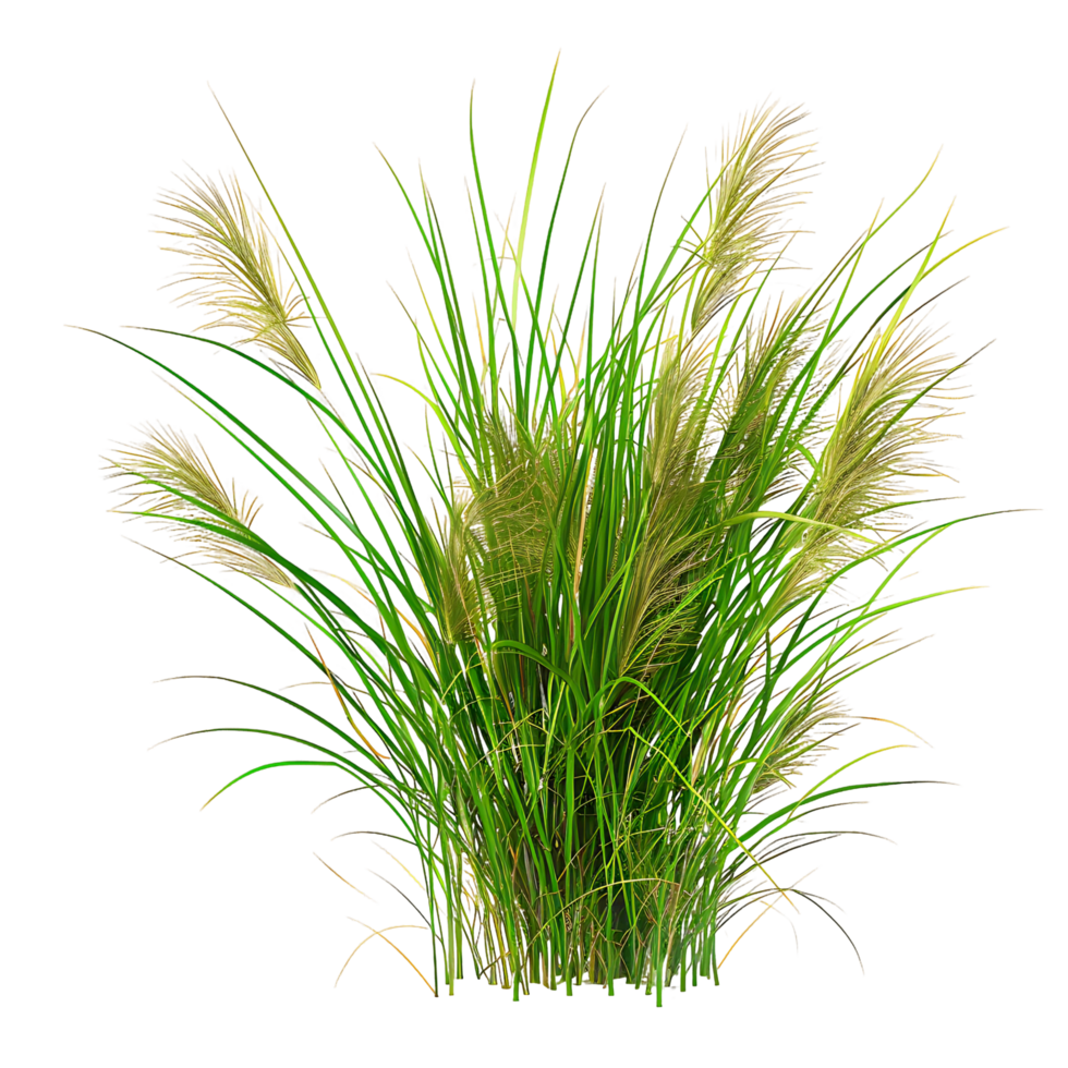 Poa Labillardieri on Transparent Background png
