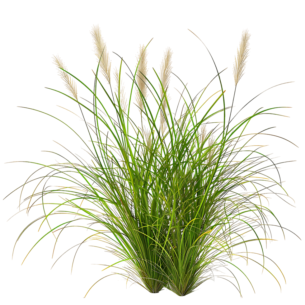 Poa Labillardieri Bush on Transparent Cutout png