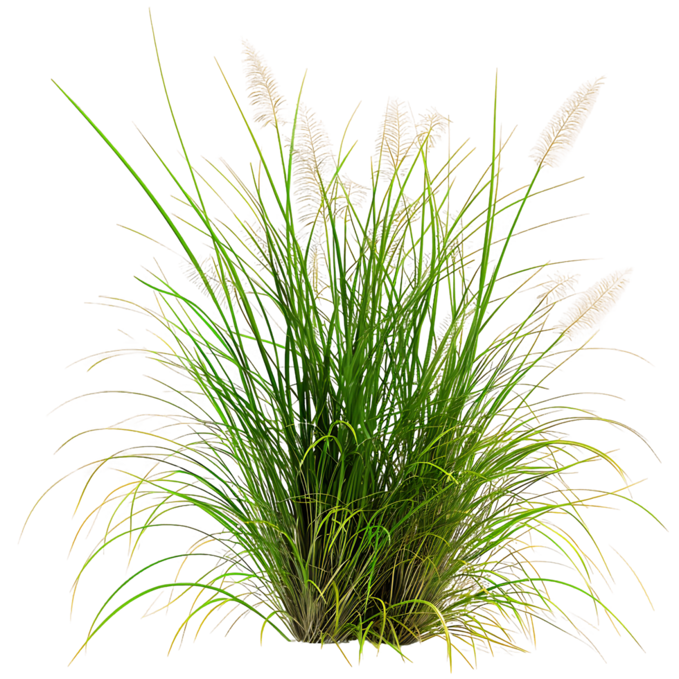 Poa Labillardieri Bush Isolated on Clear Background png