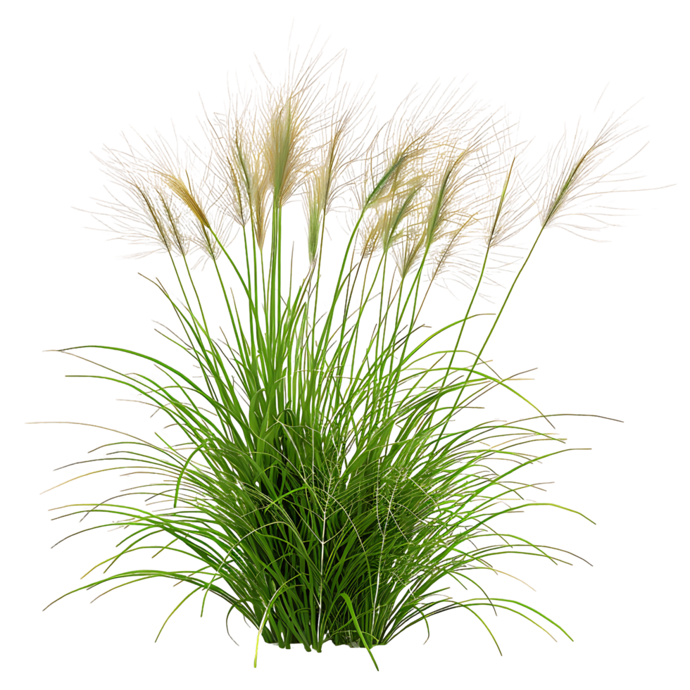 Poa Labillardieri Bush on Clear Background Cutout png