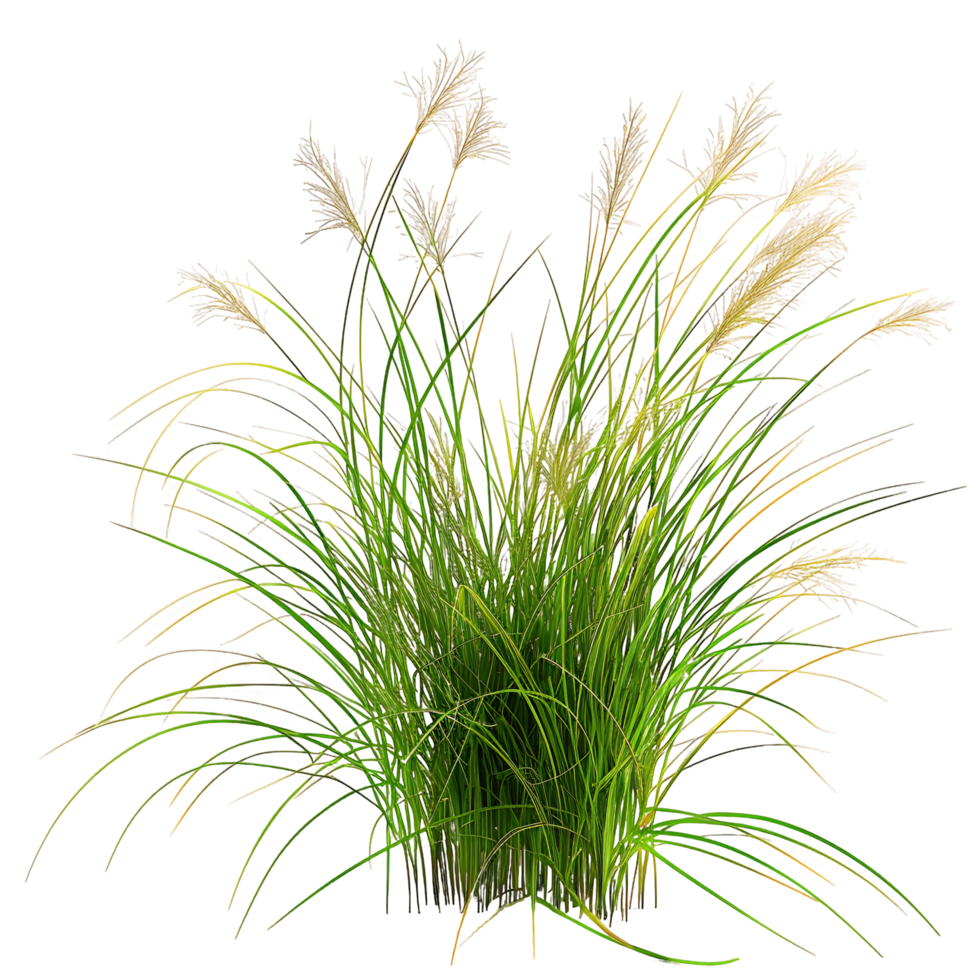 Poa Labillardieri Isolated on Clear Background png