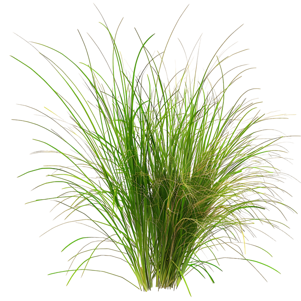Poa Labillardieri Isolated on Transparent Cutout png