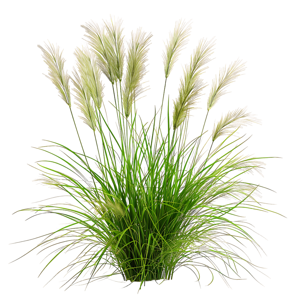 Poa Labillardieri Bush on Clear Cutout png
