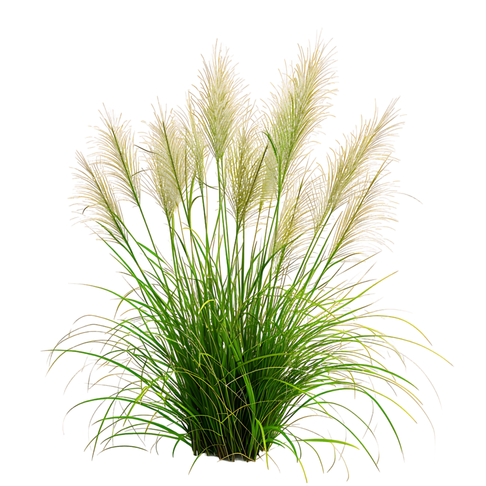 Poa Labillardieri on Transparent Background Cutout png