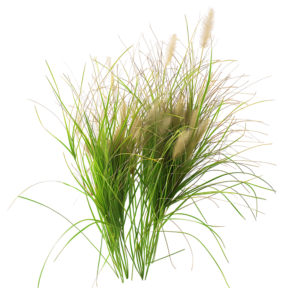 Poa Labillardieri Isolated on Transparent Background png