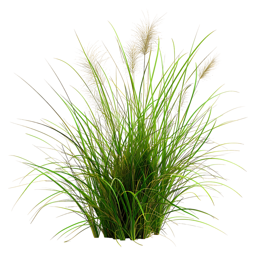 Poa Labillardieri Bush Isolated on Clear Background Cutout png