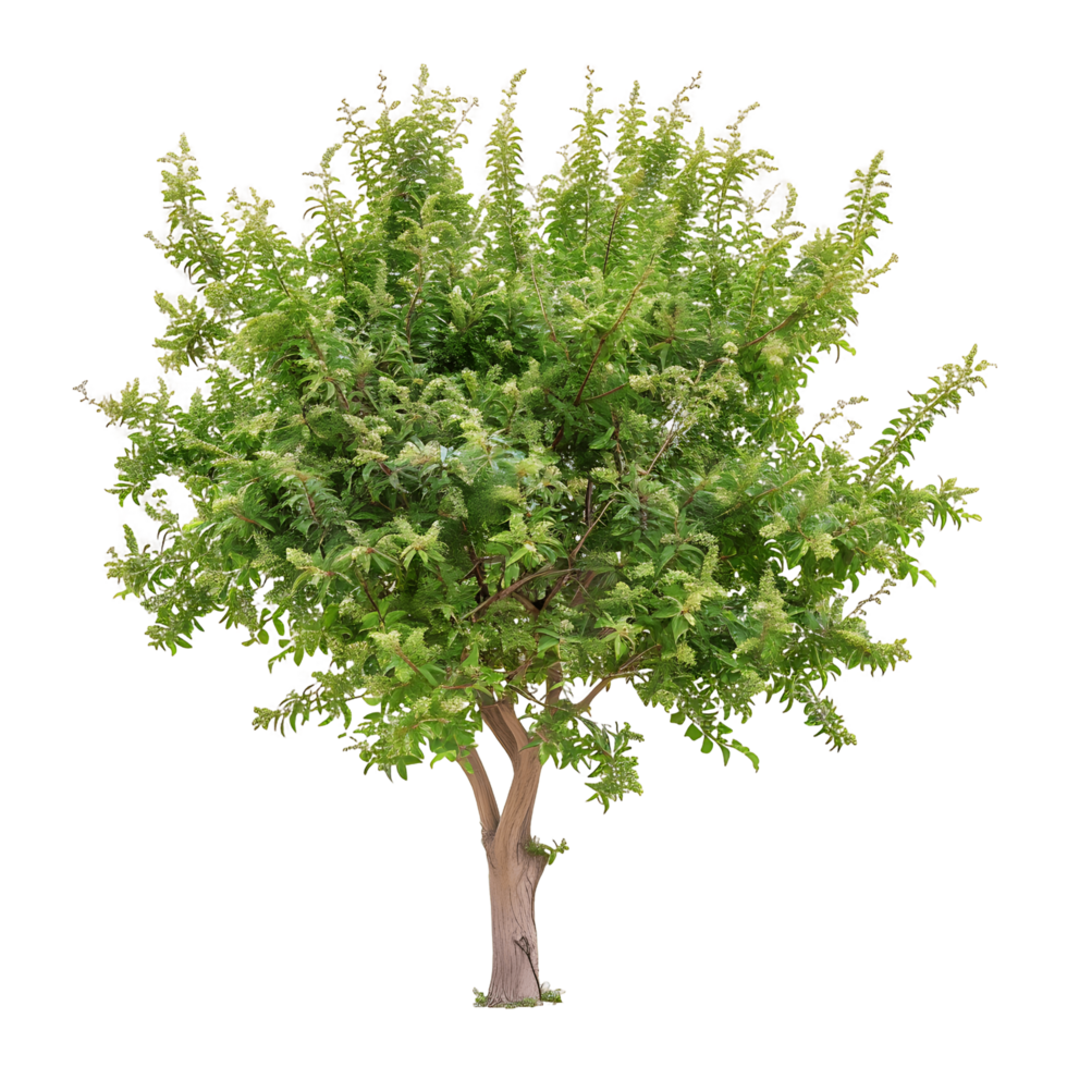 Tasmannia Purpurascens Tree Cutout on Transparent png
