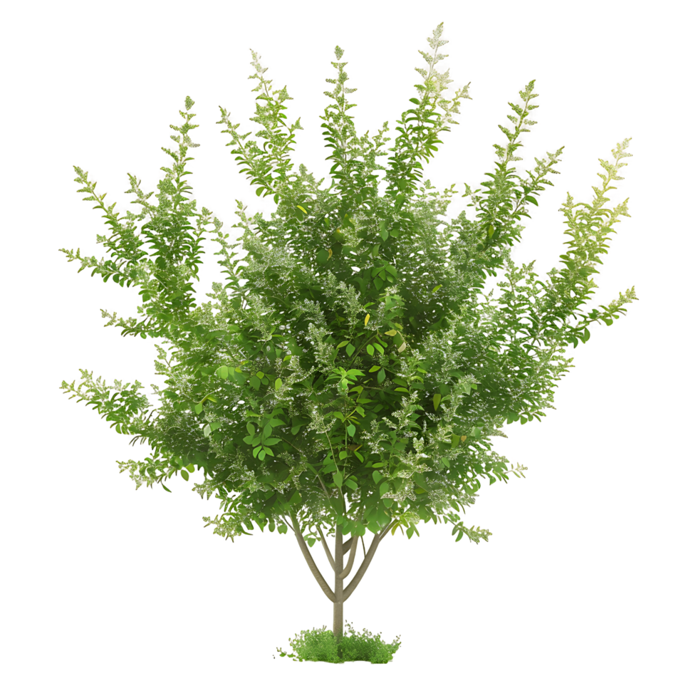 Tasmannia Purpurascens Tree Isolated on Transparent Cutout png