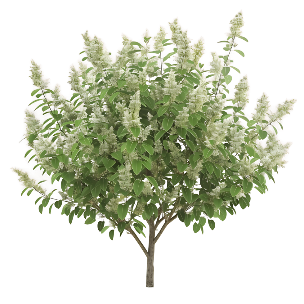 Tasmannia Purpurascens Tree with Transparent Background png