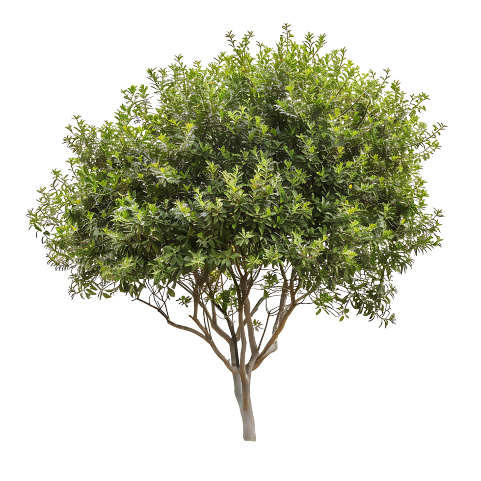 Tasmannia Purpurascens Tree Isolated on Transparent Background png