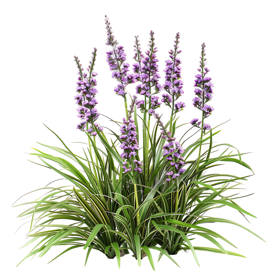 Liriope Spicata on Transparent Background png