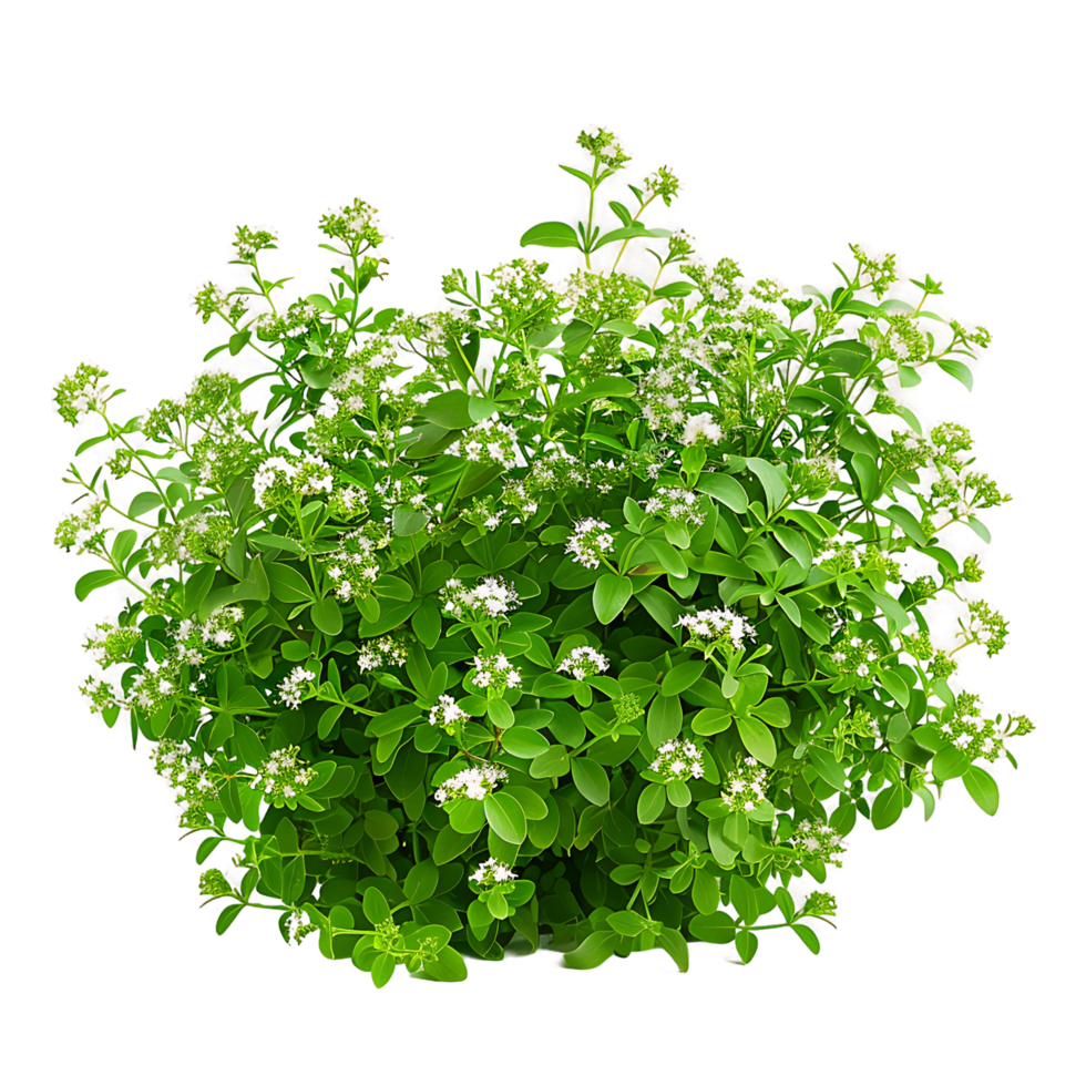 Galium Odoratum Bush with Transparent Background png