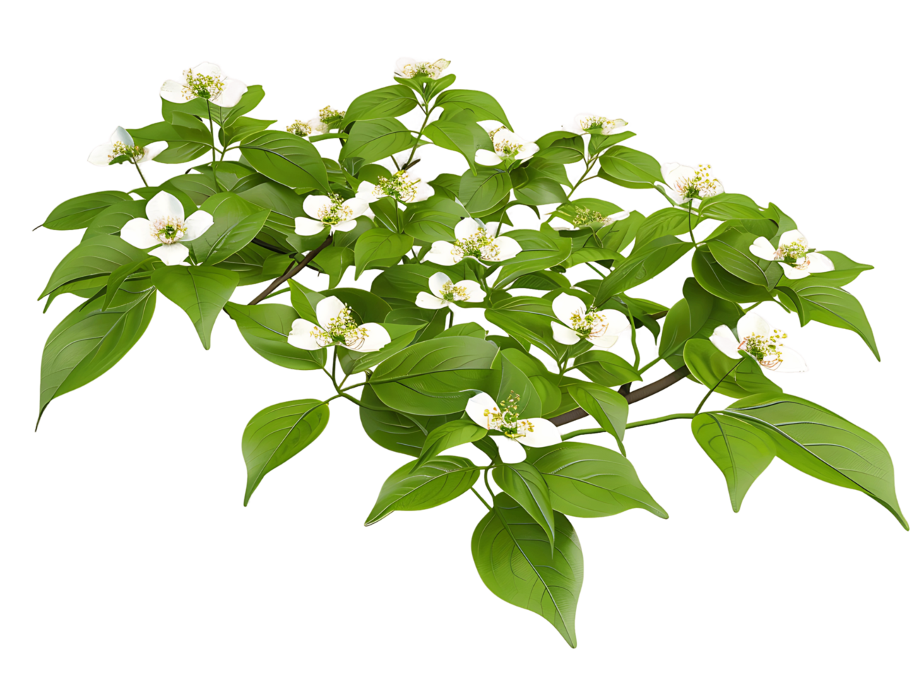 Cornus Canadensis with Transparent Background png