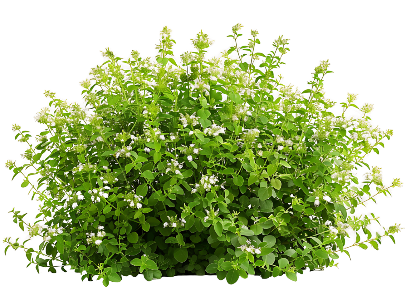 Galium Odoratum Isolated on Clear Background png