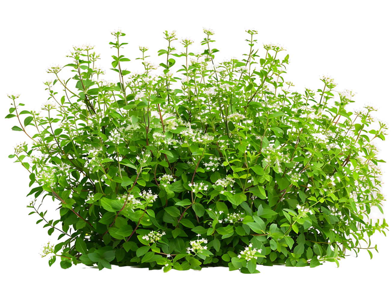 Galium Odoratum Bush Isolated on Clear Cutout png
