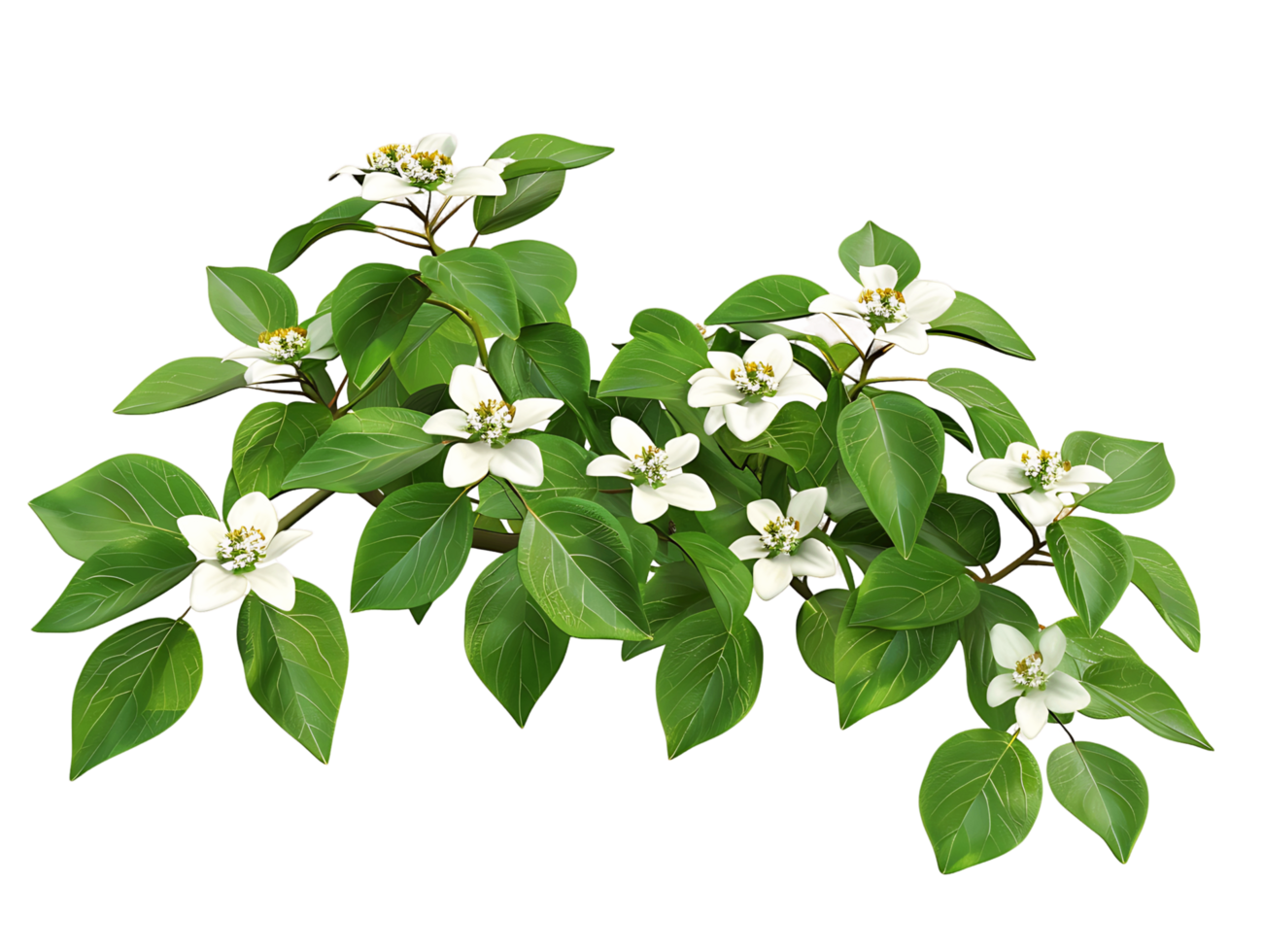 Cornus Canadensis Bush Isolated on Transparent Background png