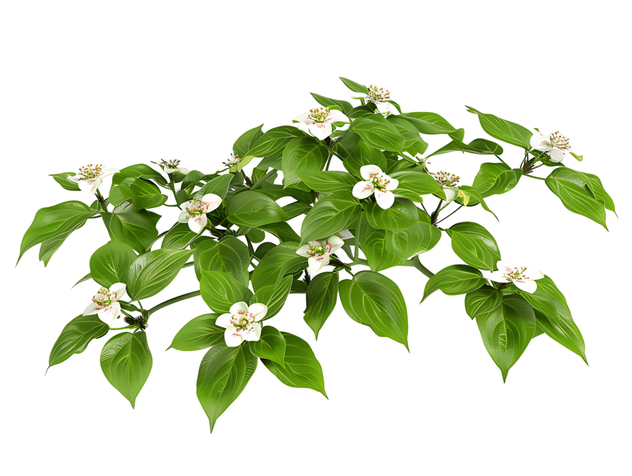 Cornus Canadensis Bush Isolated on Transparent Cutout png