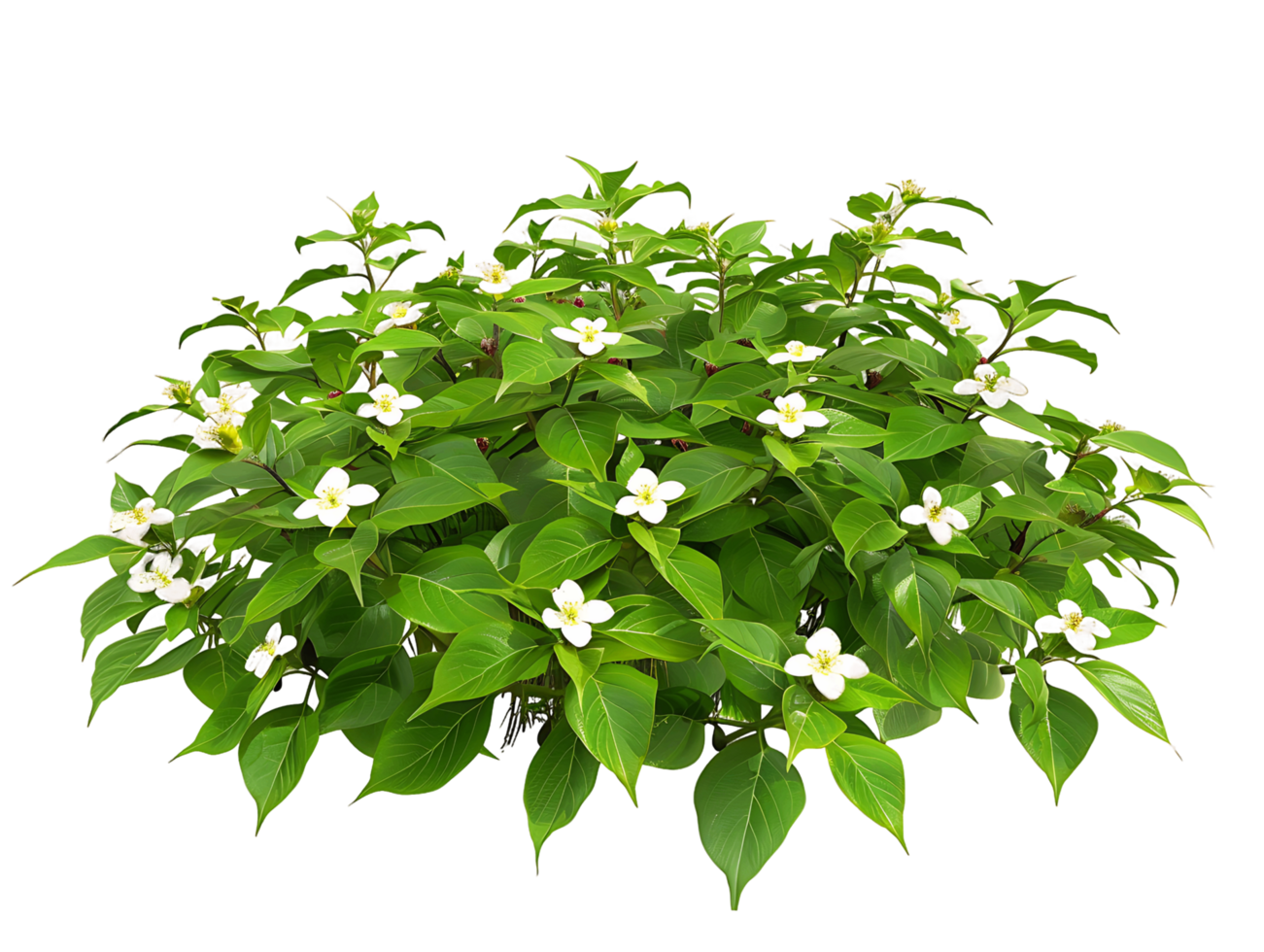 Cornus Canadensis Isolated on Transparent Background png