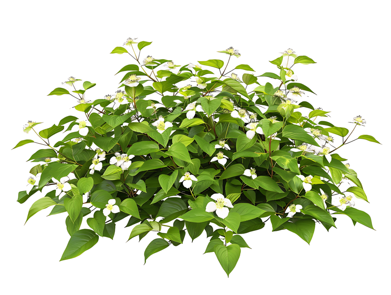 Cornus Canadensis on Clear Background png
