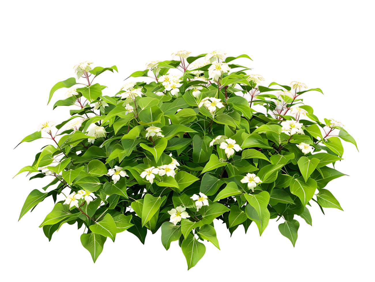 Cornus Canadensis with Transparent Background png
