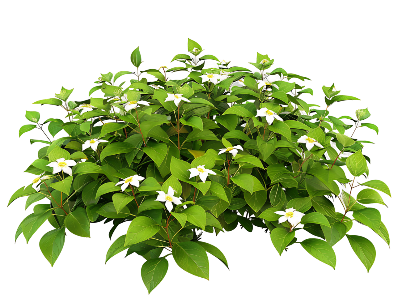 Cornus Canadensis Isolated on Clear Background png