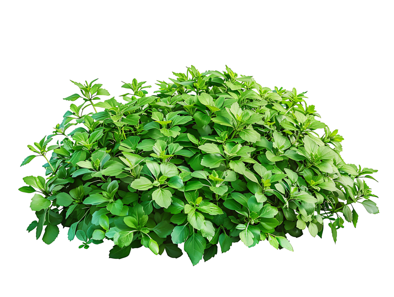 Pachysandra Terminalis Cutout on Transparent png