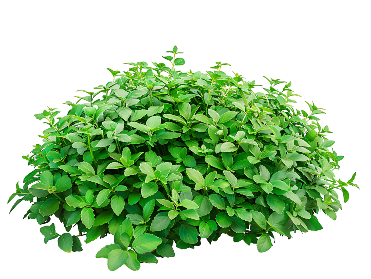 Pachysandra Terminalis on Transparent Background png