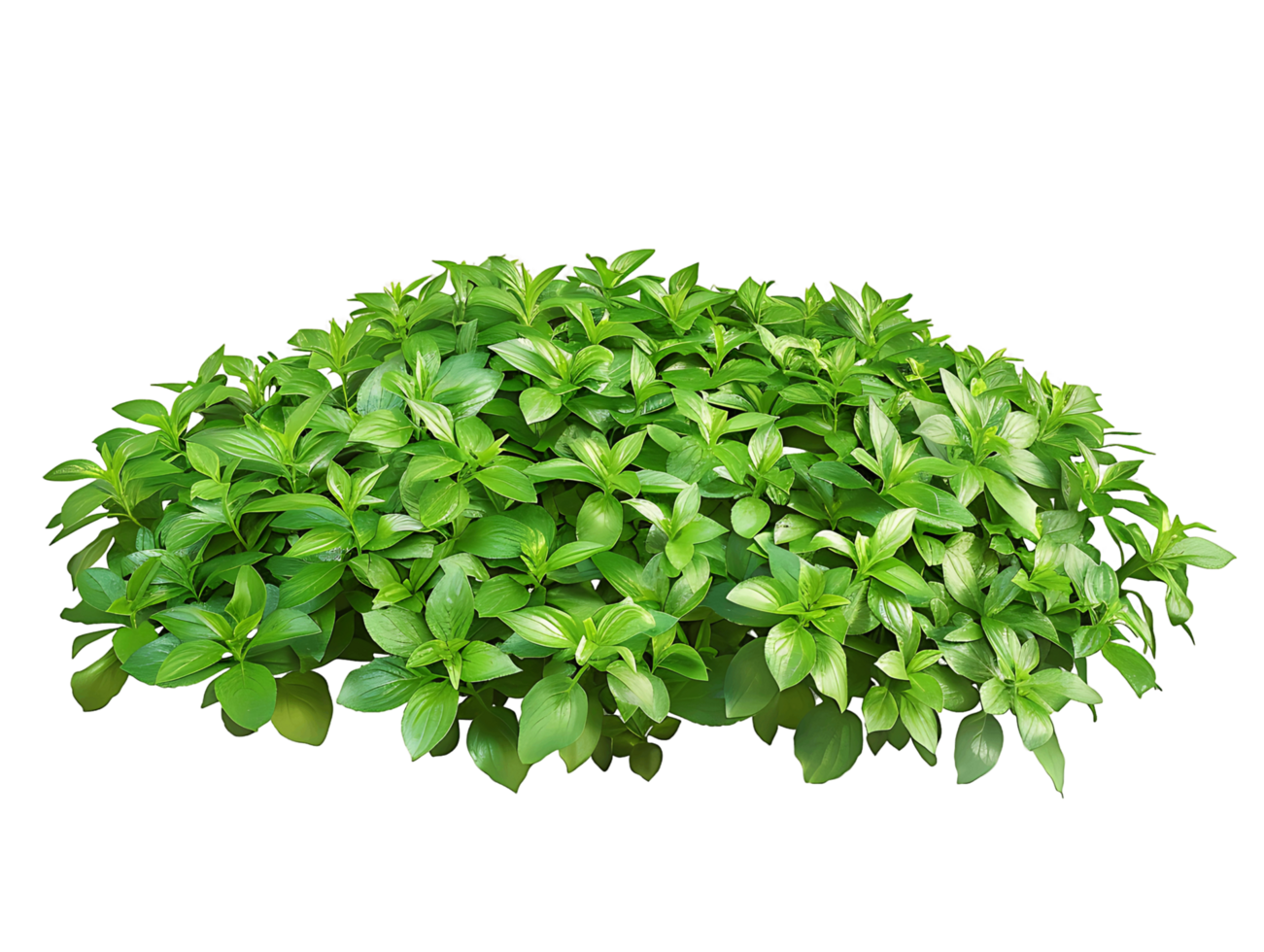 Pachysandra Terminalis Bush Isolated on Transparent Cutout png