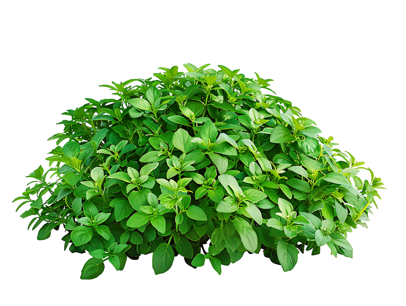Pachysandra Terminalis Bush with Clear Background png