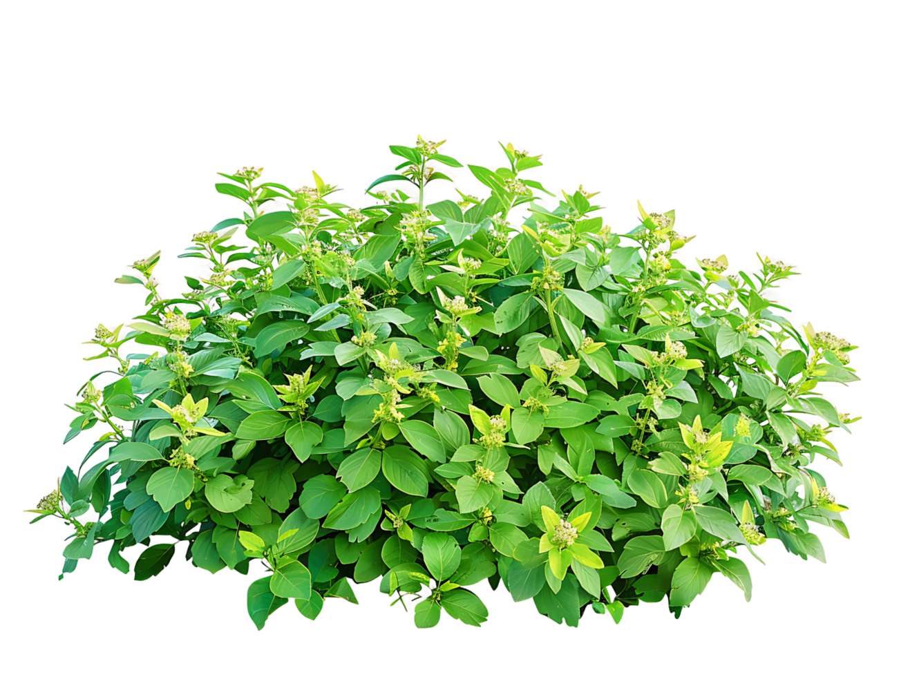 Pachysandra Terminalis Bush Isolated on Transparent png