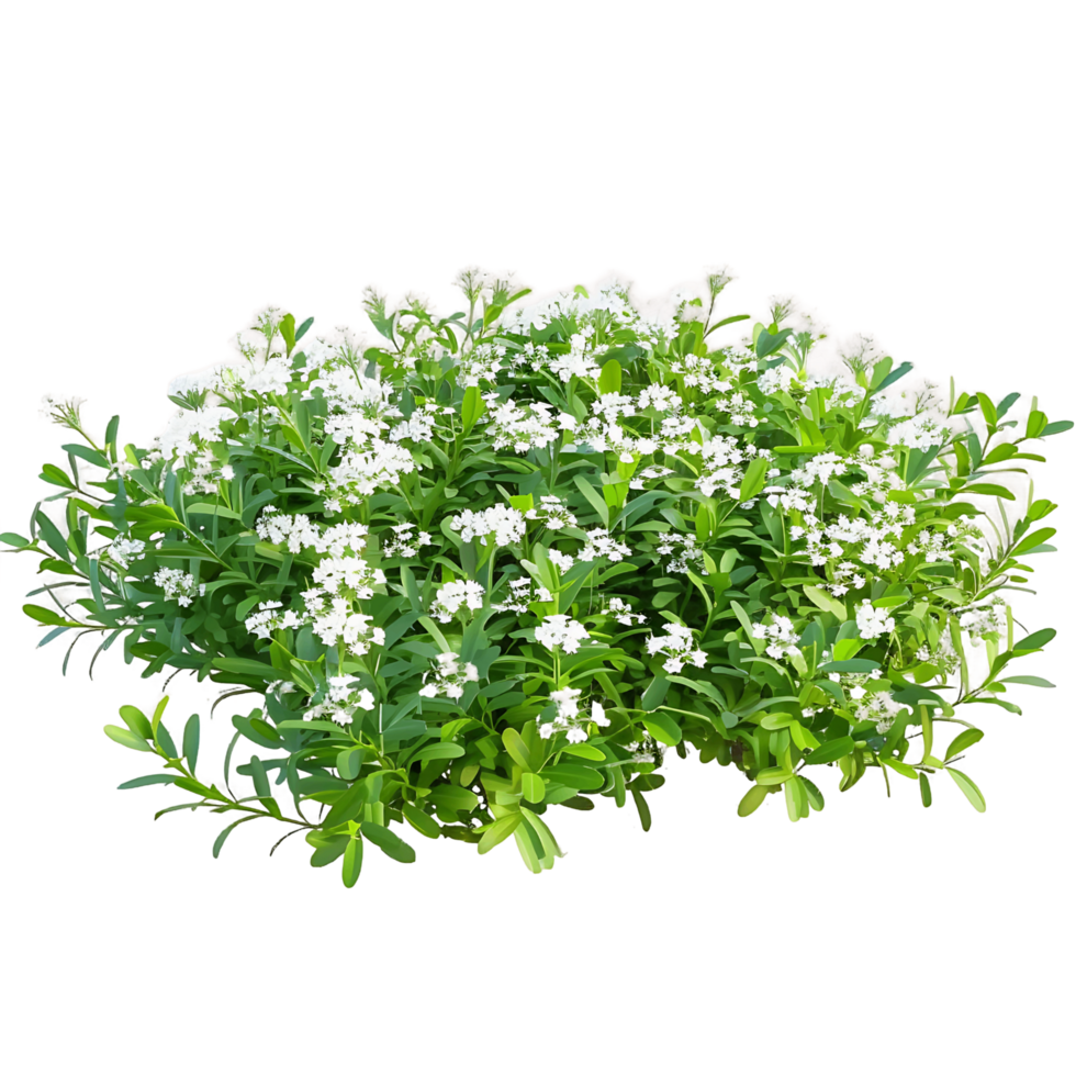 Iberis Sempervirens on Clear Background Cutout png