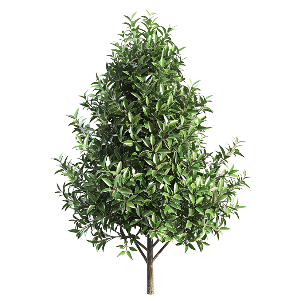 Tasmannia Purpurascens Tree on Transparent Background png