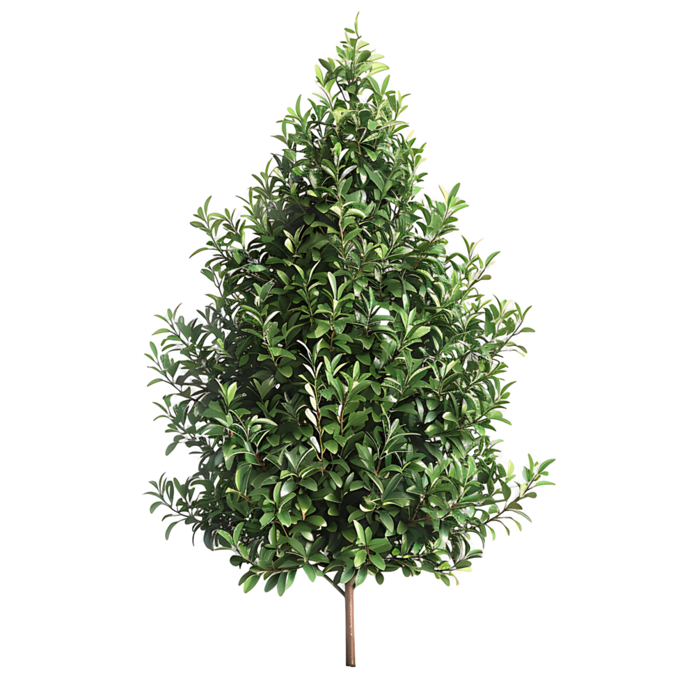Tasmannia Purpurascens with Transparent Background png
