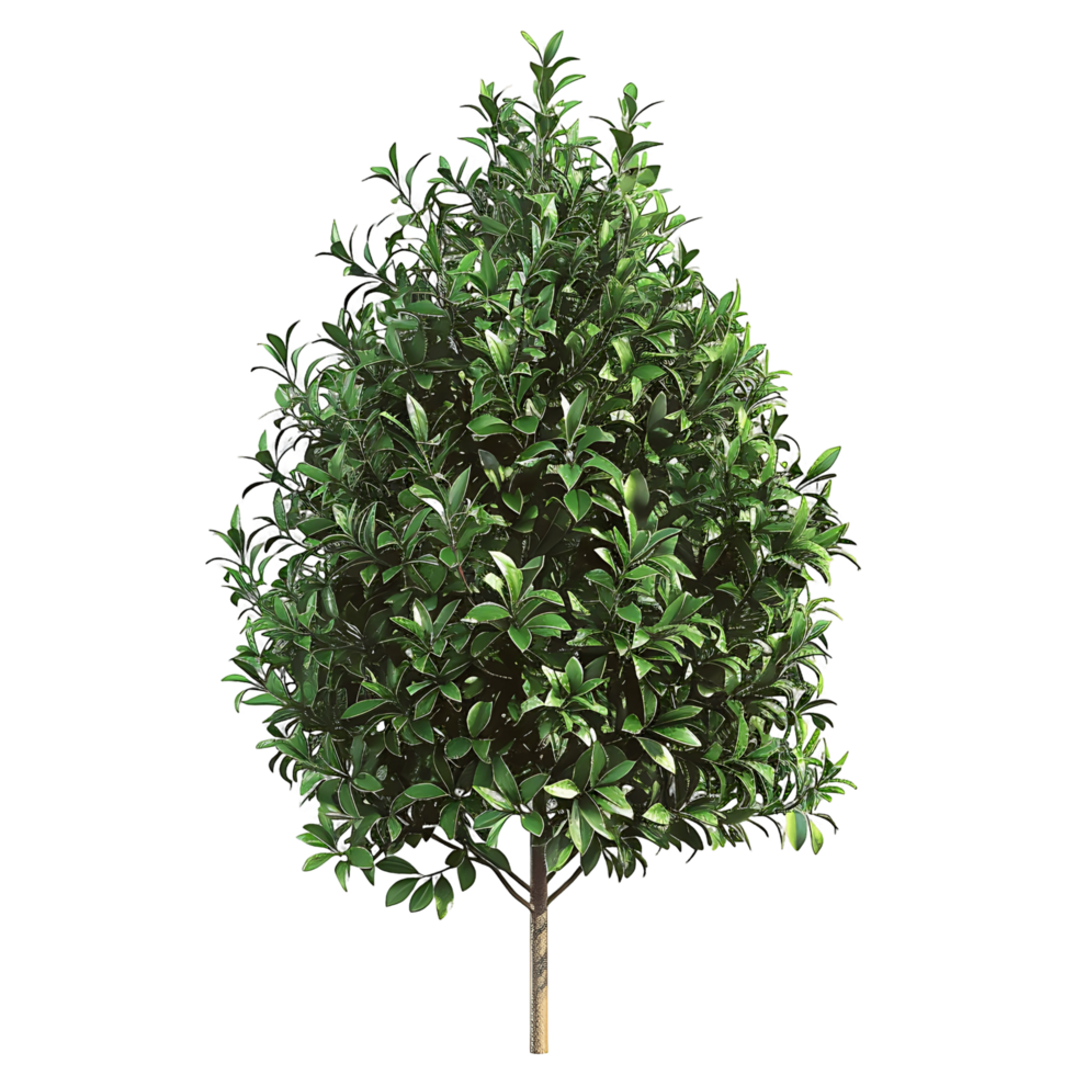 Tasmannia Purpurascens on Transparent Background png