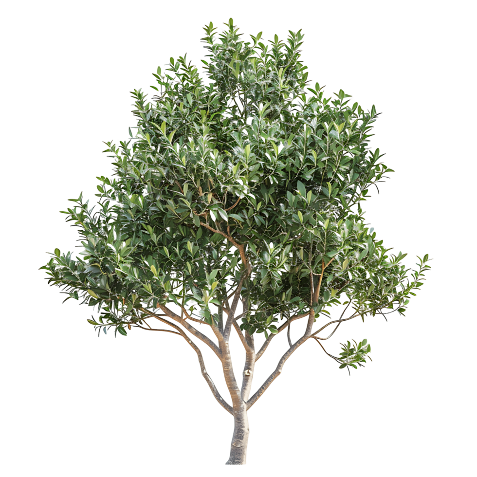 Tasmannia Purpurascens Tree Isolated on Clear Background png
