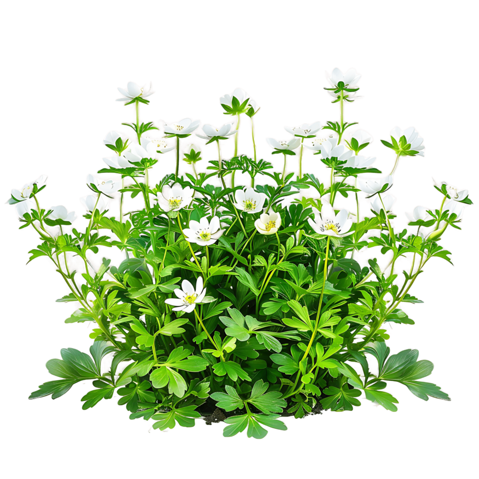 Anemone Canadensis Bush Isolated on Transparent Background png