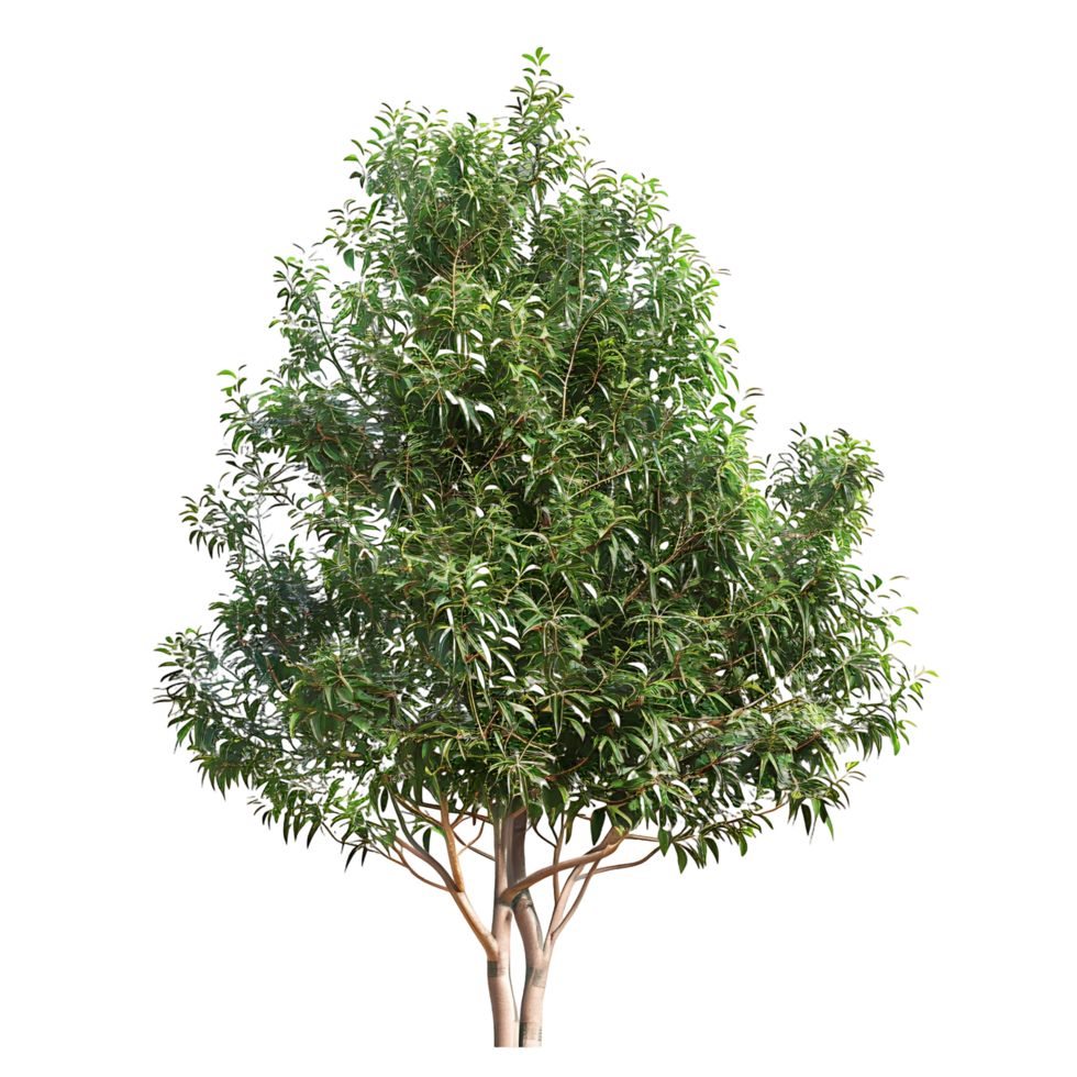 Tasmannia Purpurascens Isolated on Transparent Background png