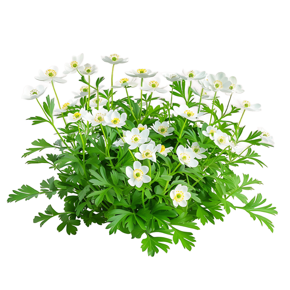 Anemone Canadensis Bush on Transparent Background png