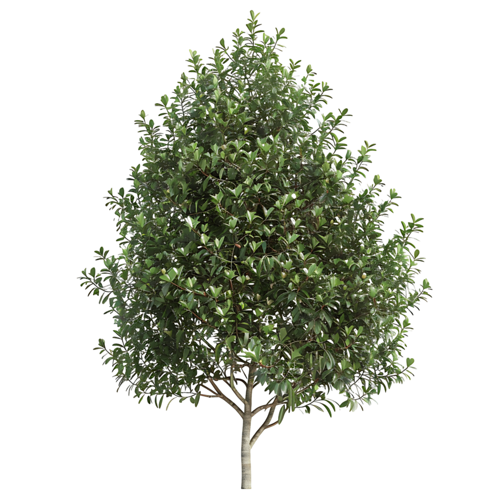 Tasmannia Purpurascens Tree Isolated on Transparent Background png