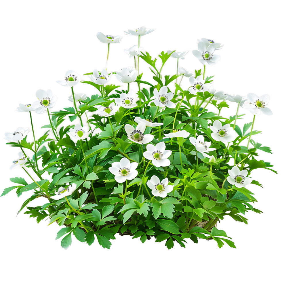 Anemone Canadensis Bush Isolated on Clear Background png