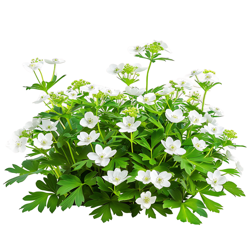 Anemone Canadensis with Transparent Background png