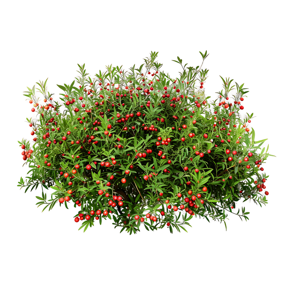 Nitraria Billardierei with White Flowers on Transparent png