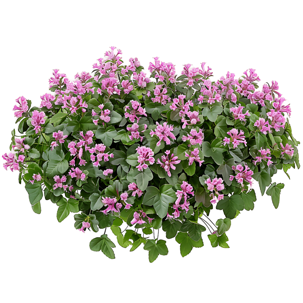 Lamium Maculatum Bush on Clear Background png