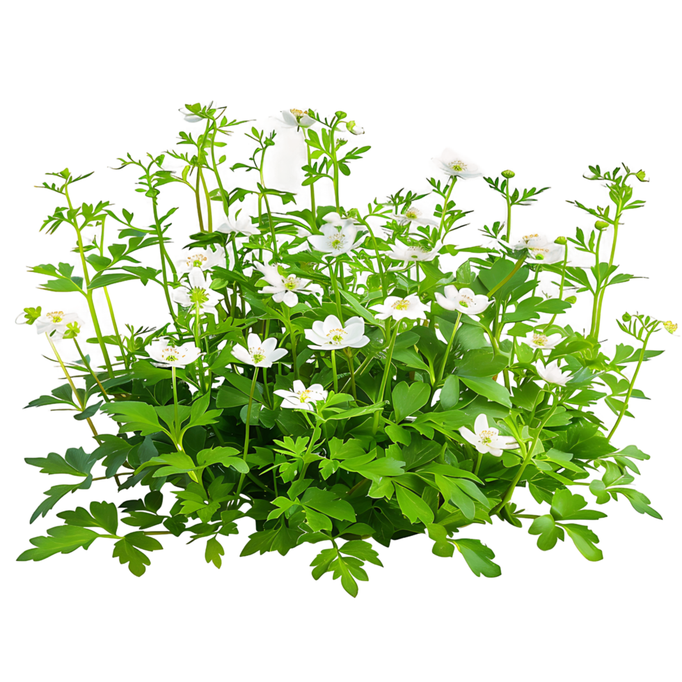 Anemone Canadensis Bush Isolated on Clear Background png