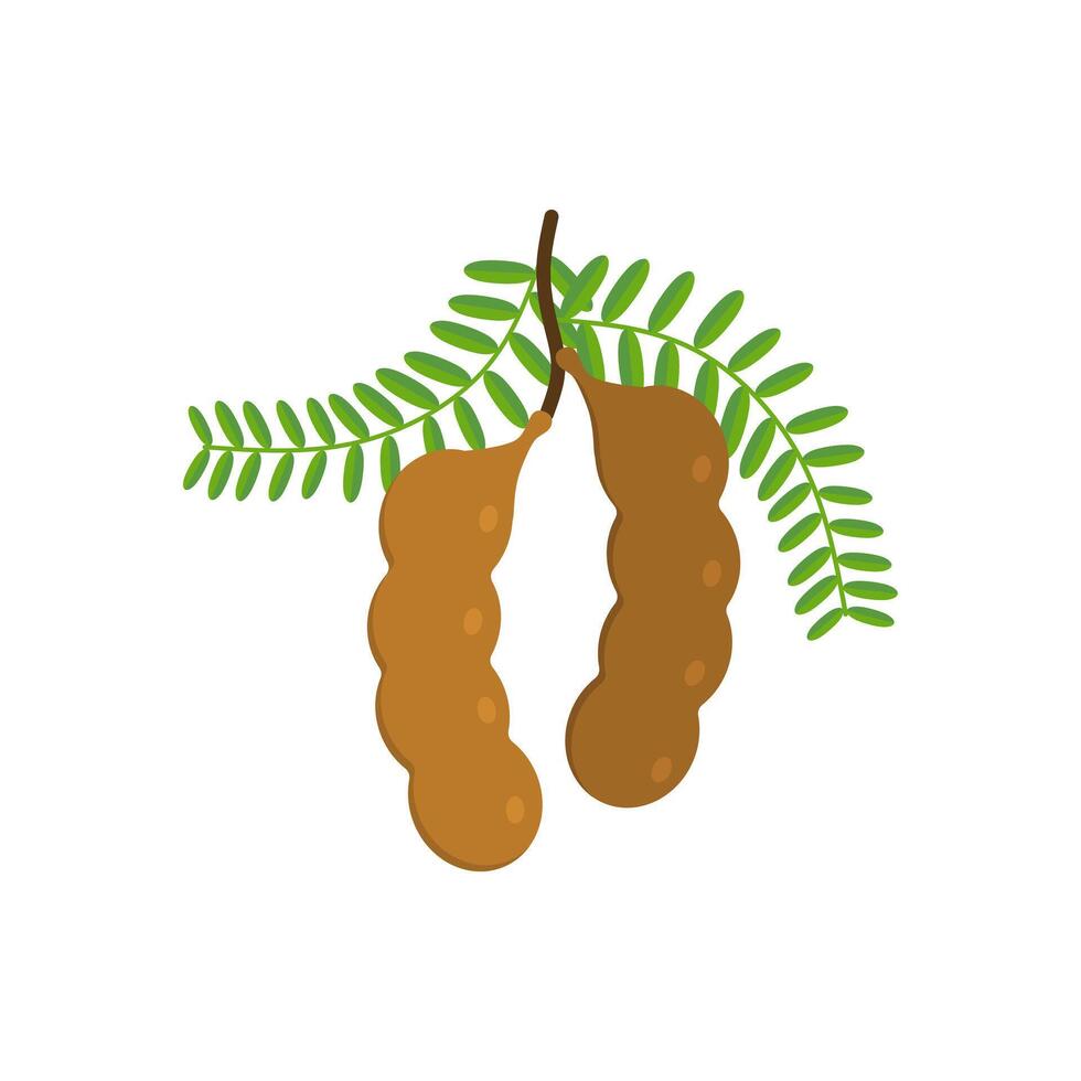 tamarind flat design illustration isolated on white background. Flavor spices and herbs menu template collection. Ripe brown tamarindus indica icon for package design. tropical exotic fruits vector