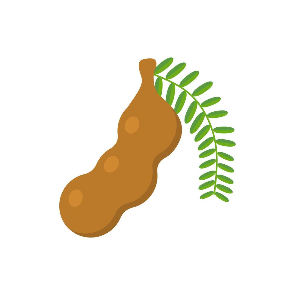 tamarind flat design illustration isolated on white background. Flavor spices and herbs menu template collection. Ripe brown tamarindus indica icon for package design. tropical exotic fruits vector