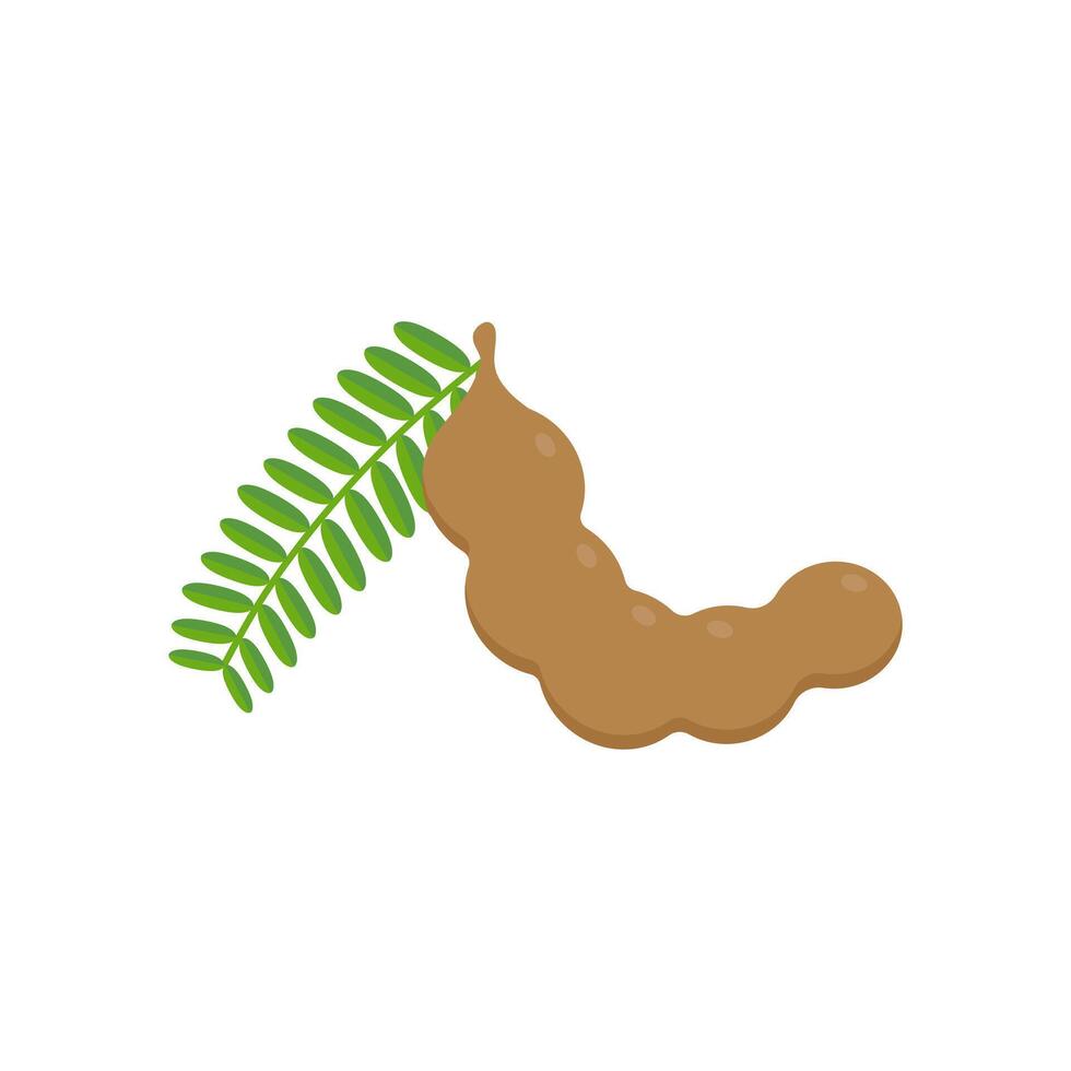 tamarind flat design illustration isolated on white background. Flavor spices and herbs menu template collection. Ripe brown tamarindus indica icon for package design. tropical exotic fruits vector