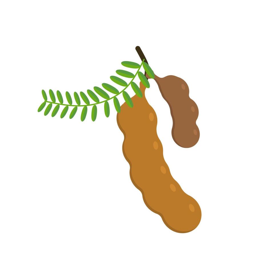 tamarind flat design illustration isolated on white background. Flavor spices and herbs menu template collection. Ripe brown tamarindus indica icon for package design. tropical exotic fruits vector